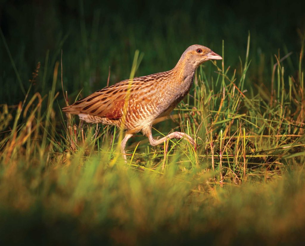 A Corncrakes rail runs in grass