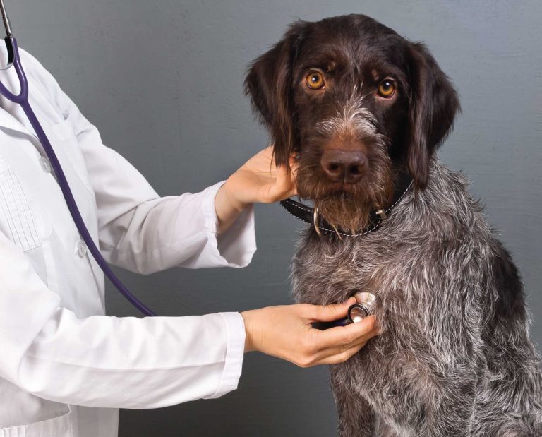A wirehair hunting dog at a veterinary clinic