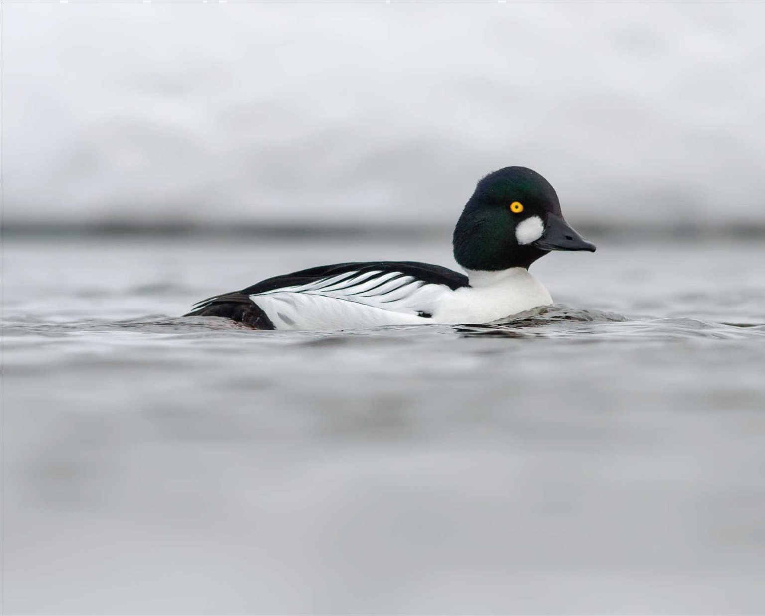 Triangle Duck Common Goldeneye Identification, Life History and Habitat