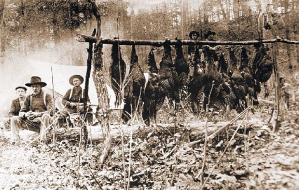 Early settlers hunt wild turkeys 