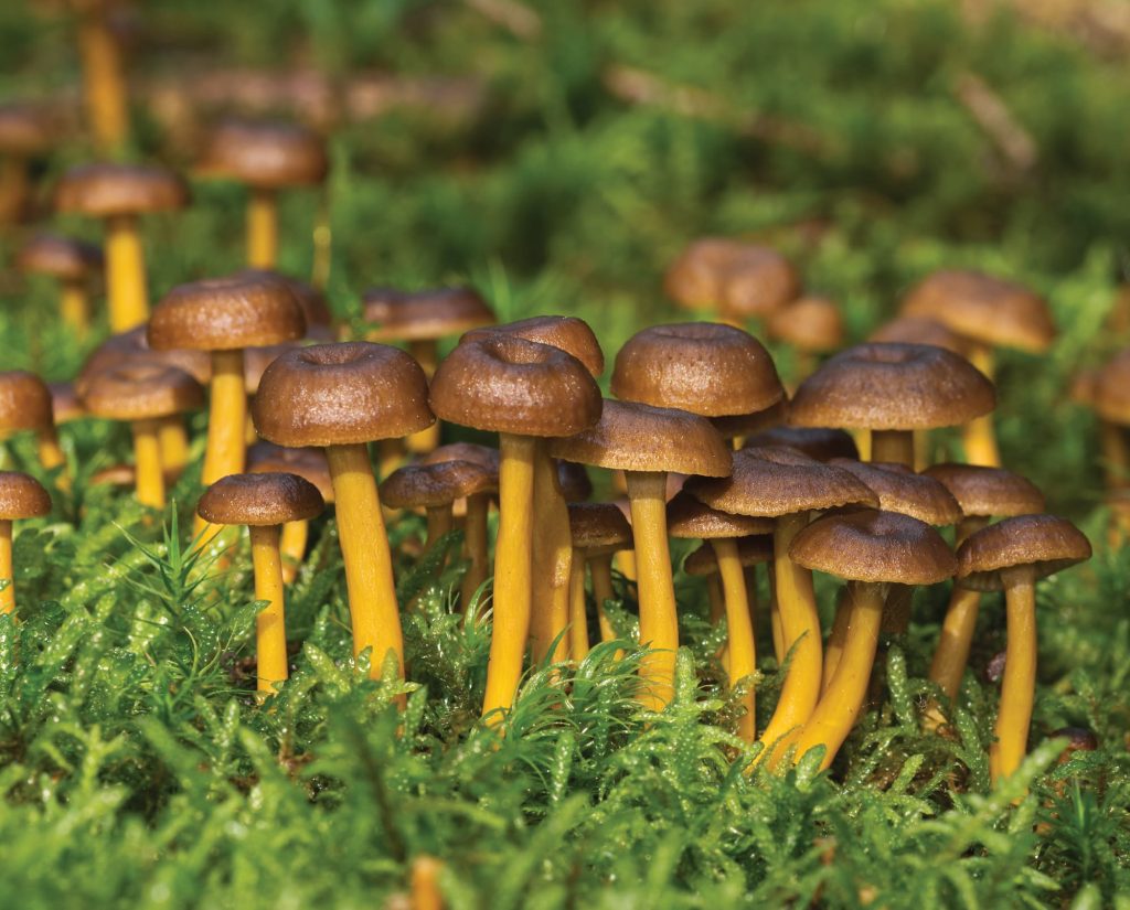 Winter Chanterelle or Yellow Foot mushroom in the Pacific Northwest