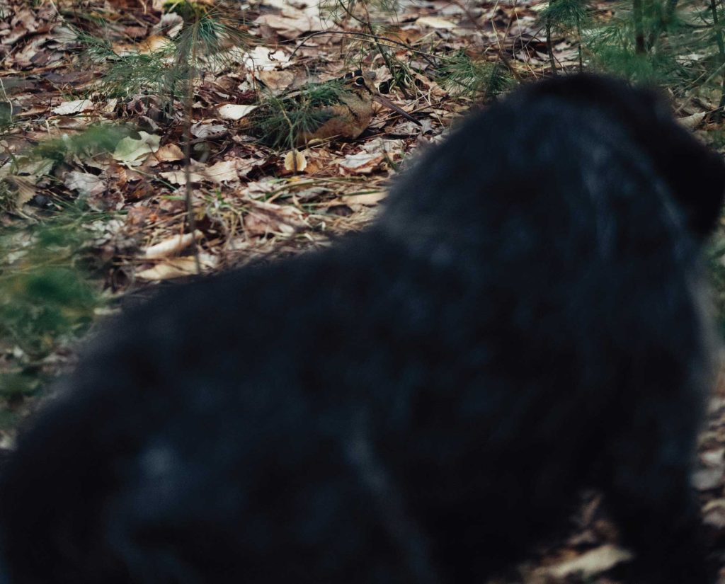 A Wirehaired Pointing Griffon points a wild bird. 