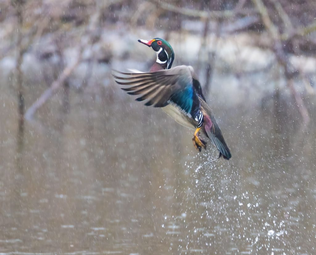 A single male wood duck flushes out of a small beaver pond