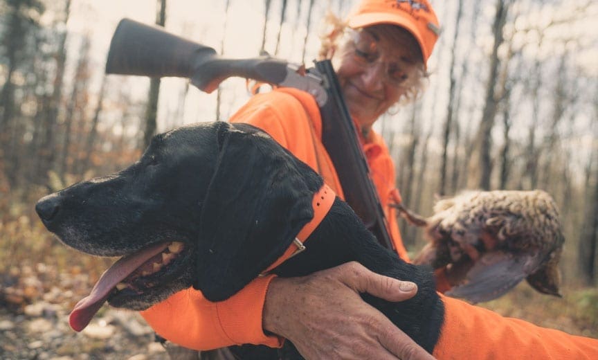 A German shorthaired pointer with a ruffed grouse in Maine