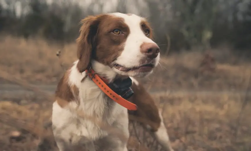 American Brittany