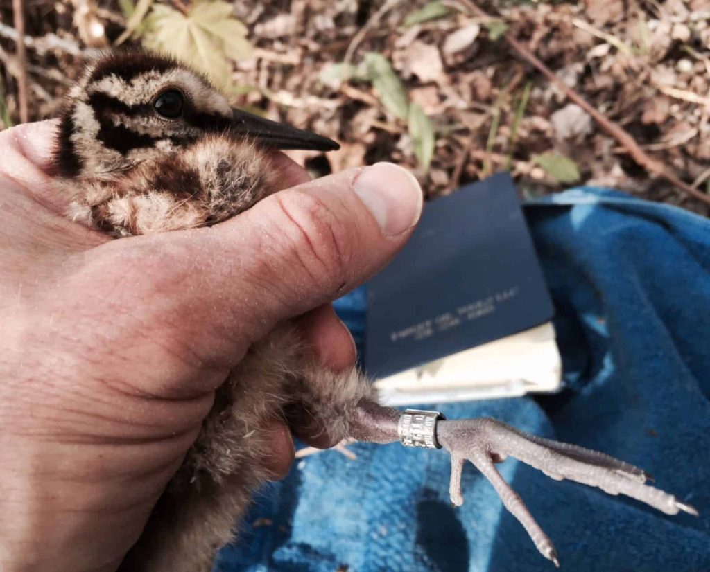 A banded American woodcock chick.