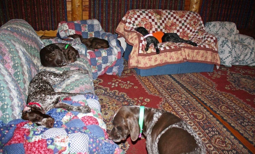 bird dogs sleeping on camp furniture. 