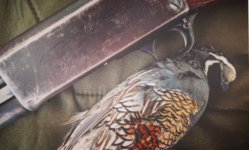 A California quail after a long hunt. 