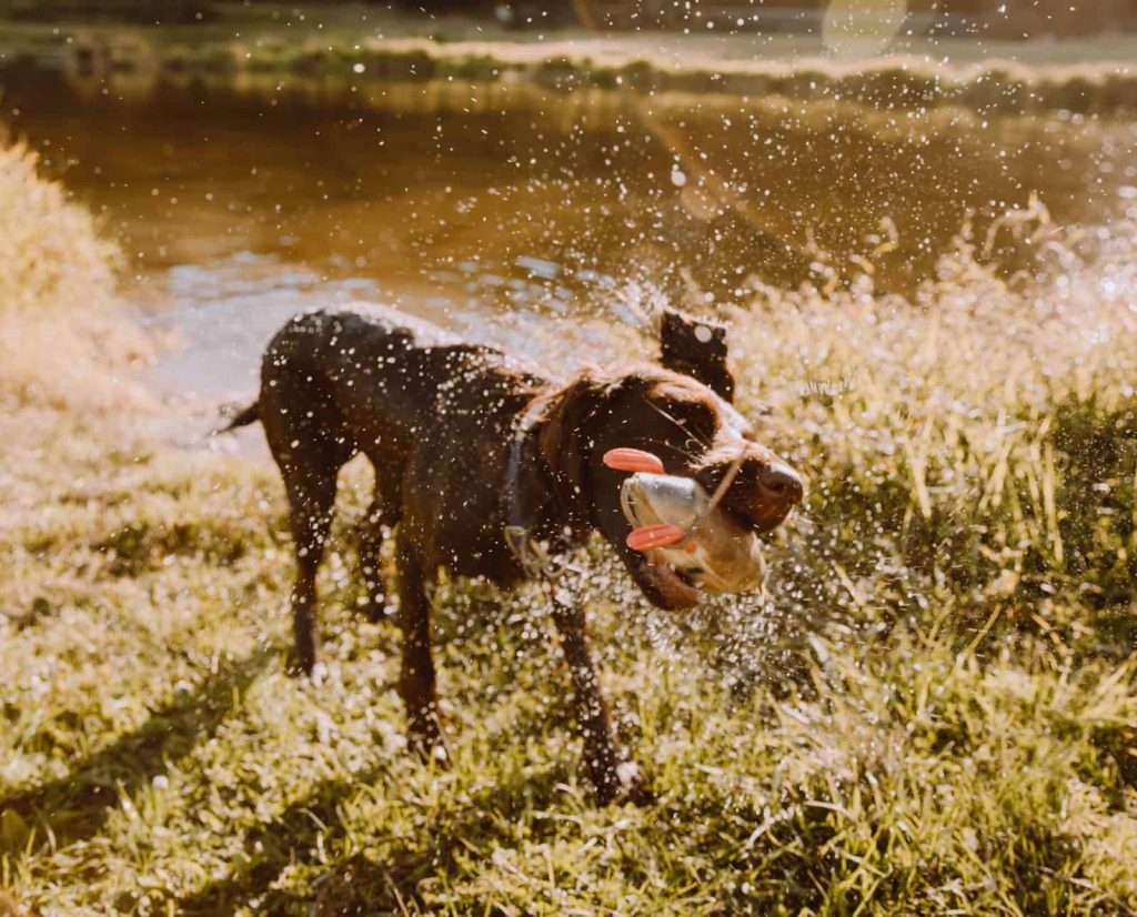 A deutsch langhaar hunting dog shaking after completing a water retrieve.