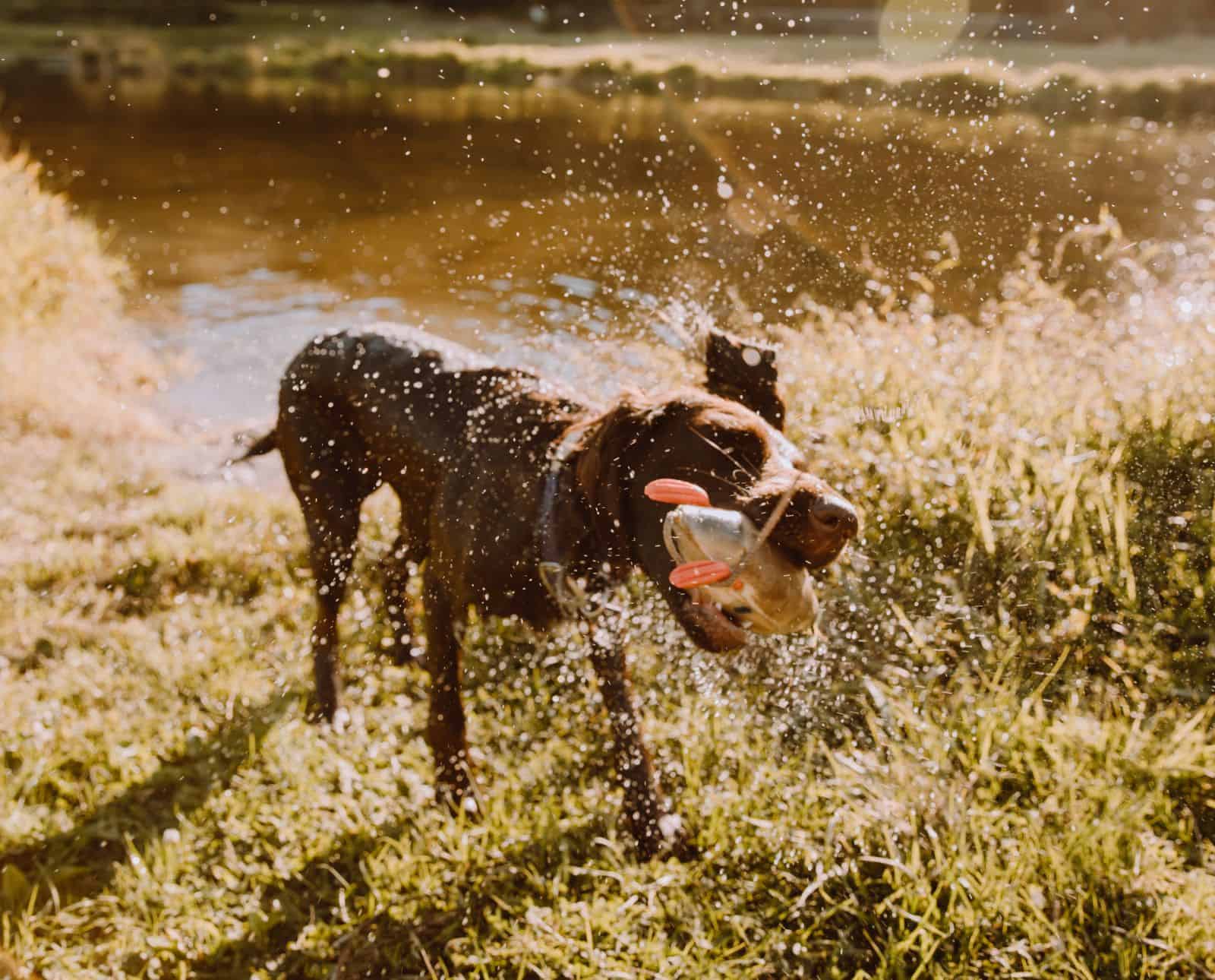 How Much Does it Cost to Have a Hunting Dog?