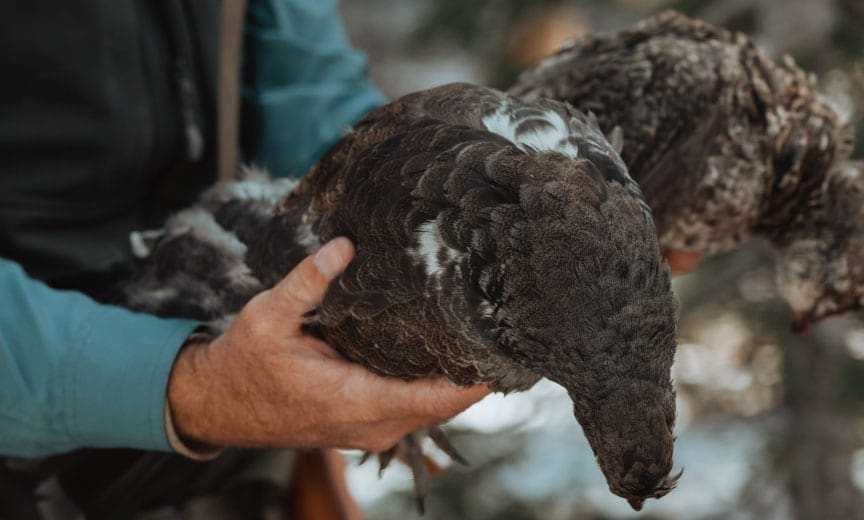 Dusky grouse taken in Utah. 