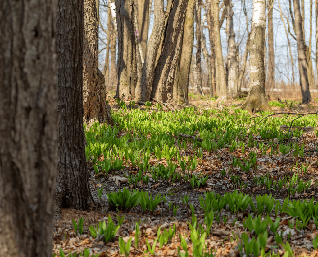 Ramps grow in the woods.