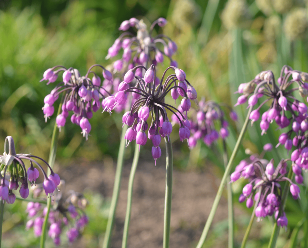 A nodding onion with purple flowers.