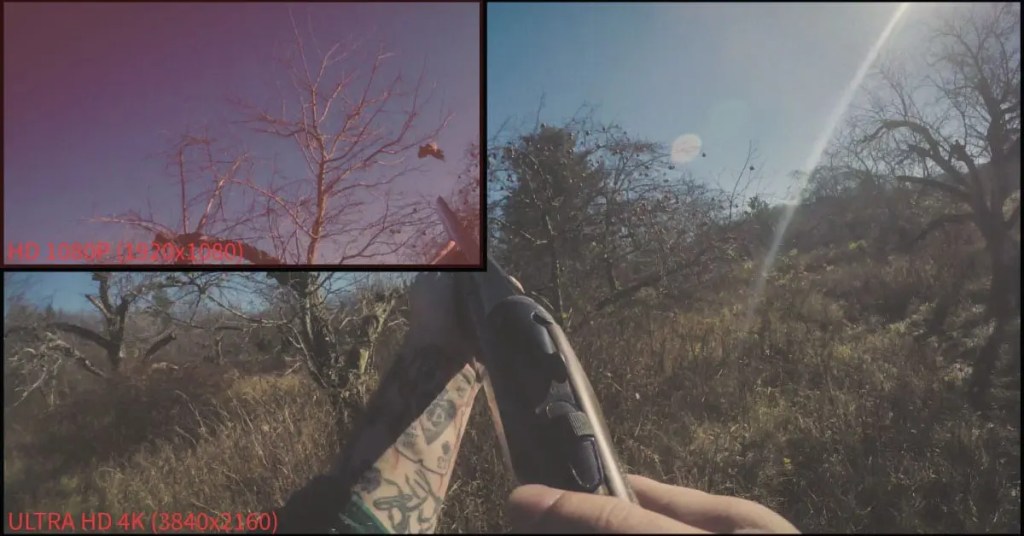 A pheasant flushes from a bird hunter. 