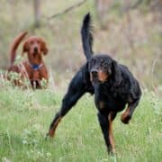 One setter points while another backs, and both have high tails.
