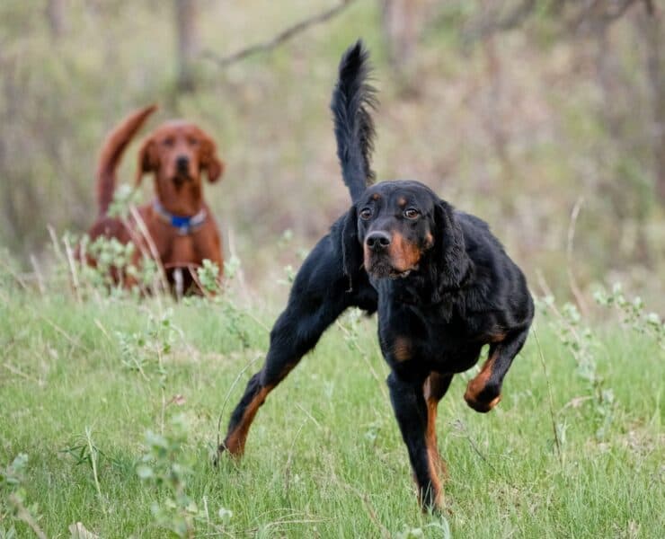 One setter points while another backs, and both have high tails.