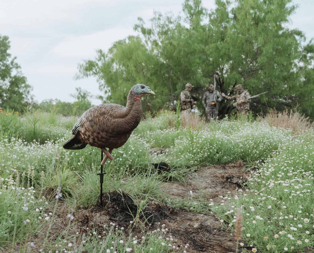 A hen wild turkey decoy set up in front of a group of three turkey hunters wearing camo.