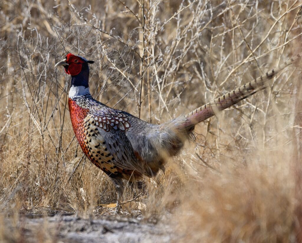 A rooster pheasant stands in tall brown brush.