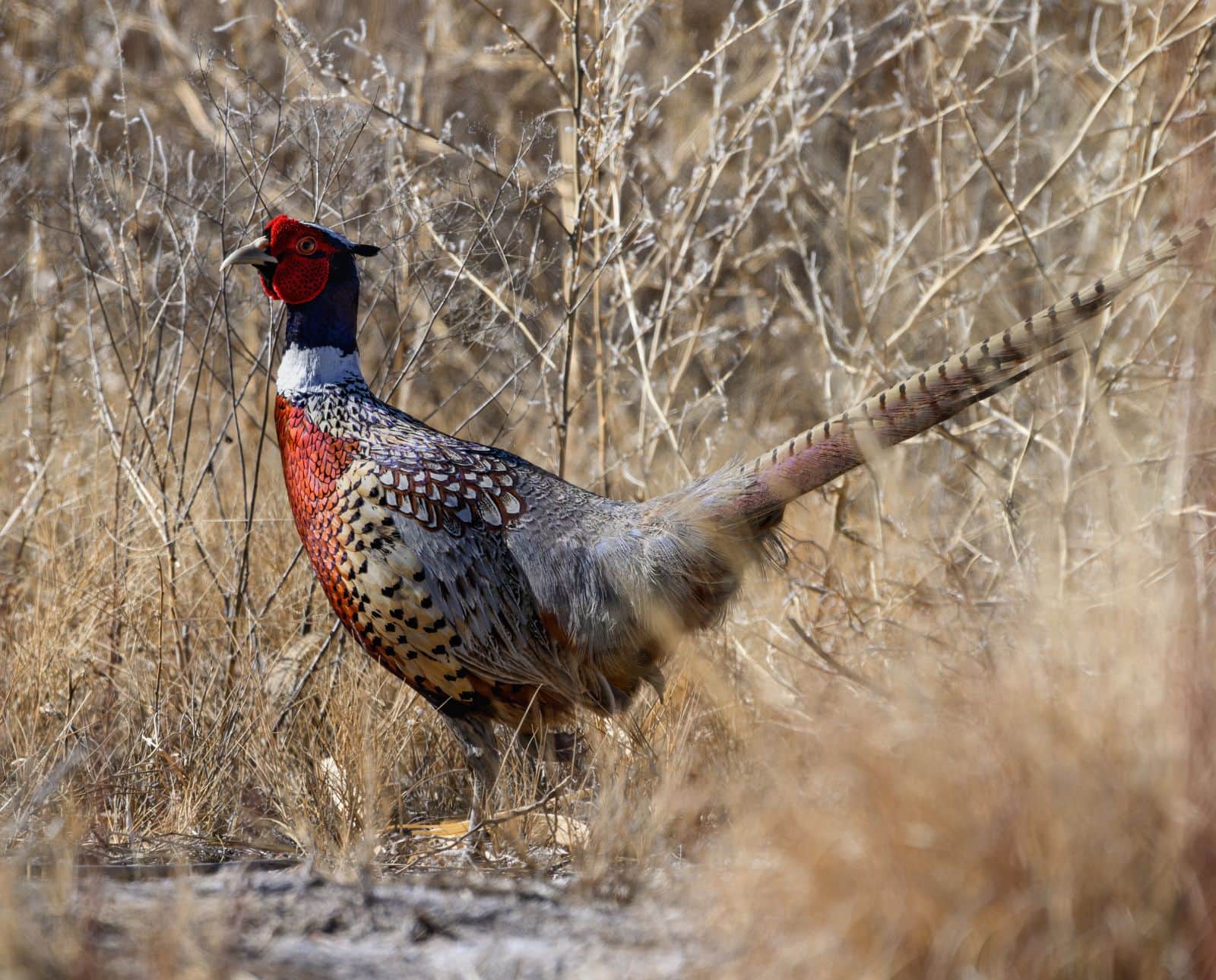 Upland Bird Hunting in Oklahoma – Season Dates, Regulations, Fees, and Species Guide