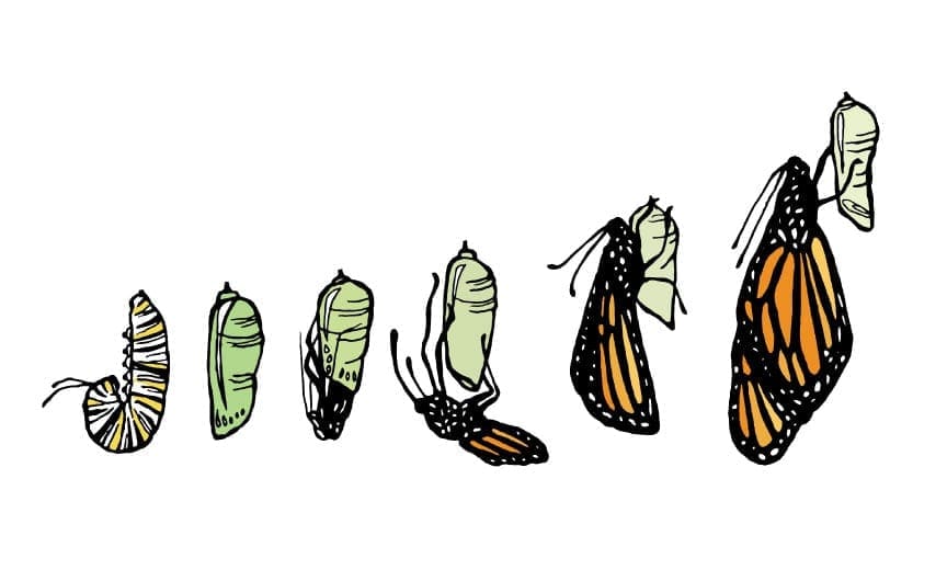 A monarch butter fly hatching.
