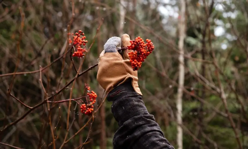 A grouse hunter shows mountain ash inside prime grouse habitat. 