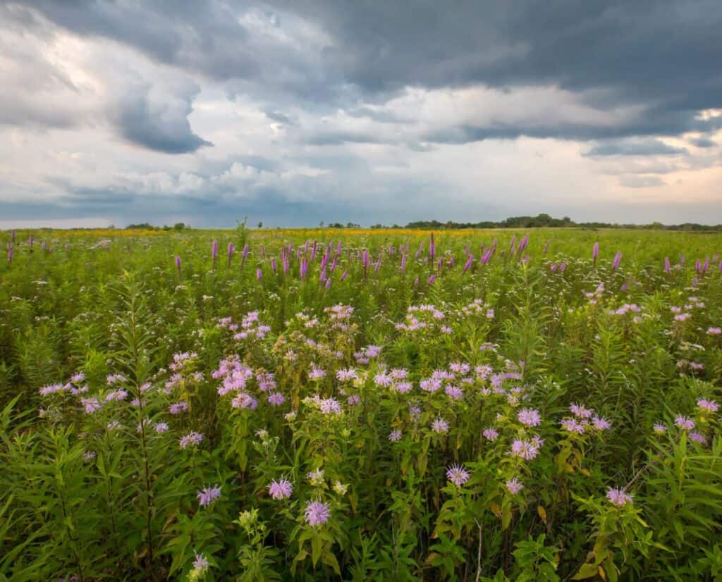 A blooming field of native prairie grasses and flowers in the midwest. Nativei prairies make for great upland bird habitat.