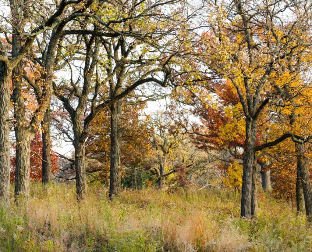 Beautiful native oak savannah habitat in the midwestern United States.