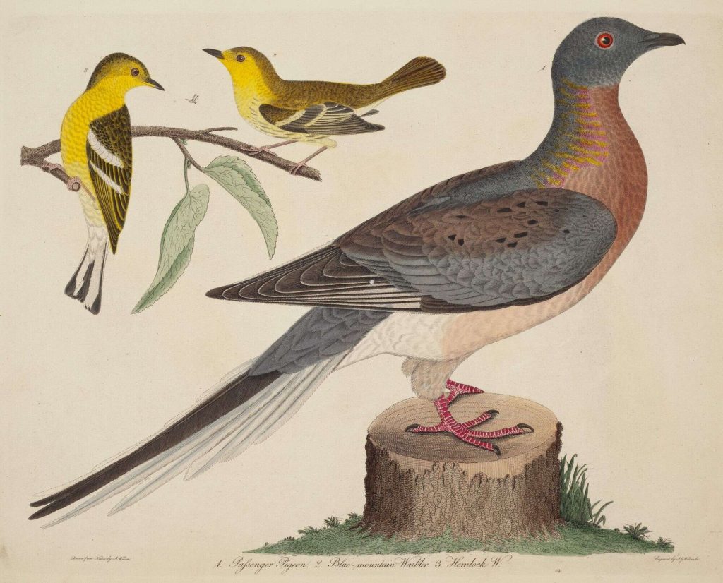 Passenger Pigeon, Blue-mountain Warbler, and Hemlock Warbler, published 1808-1814
John G. Warnicke (artist) American, died 1818
Alexander Wilson (artist after) American, 1766 - 1813