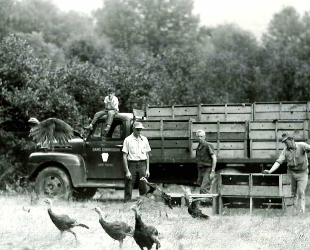 Pennsylvania Game Commission employees next to their truck while they release wild turkeys into nature.