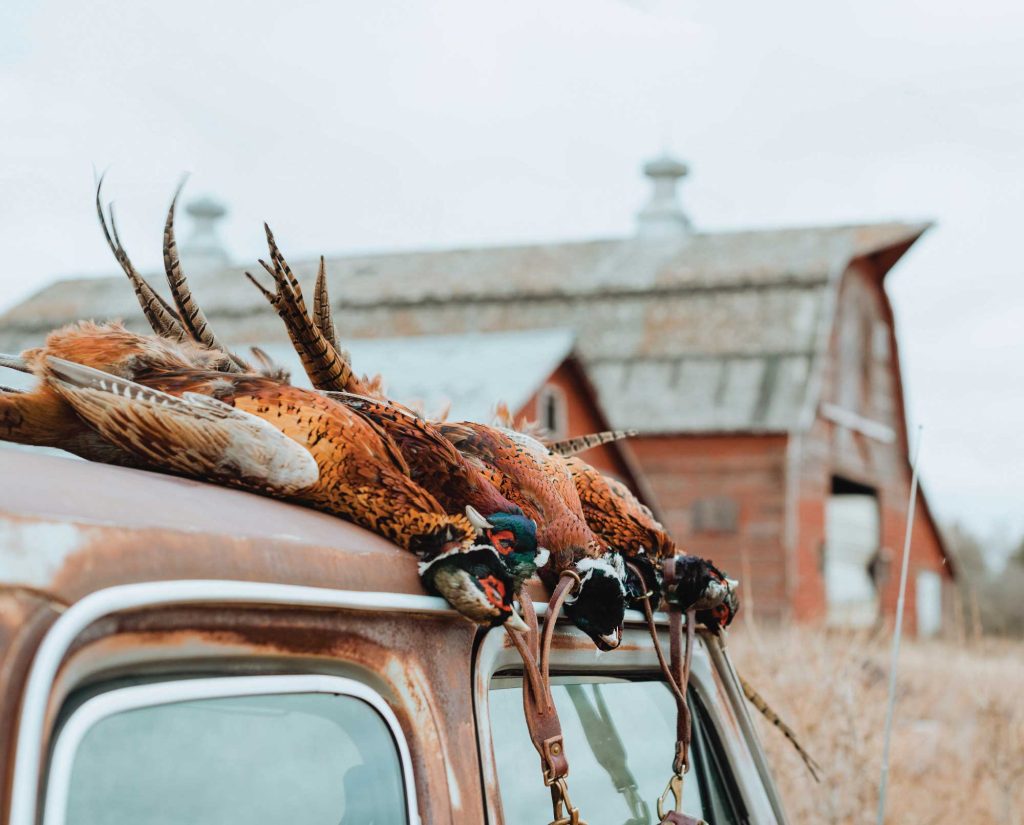 Pheasant in an abandoned farm in the American Midwest. 