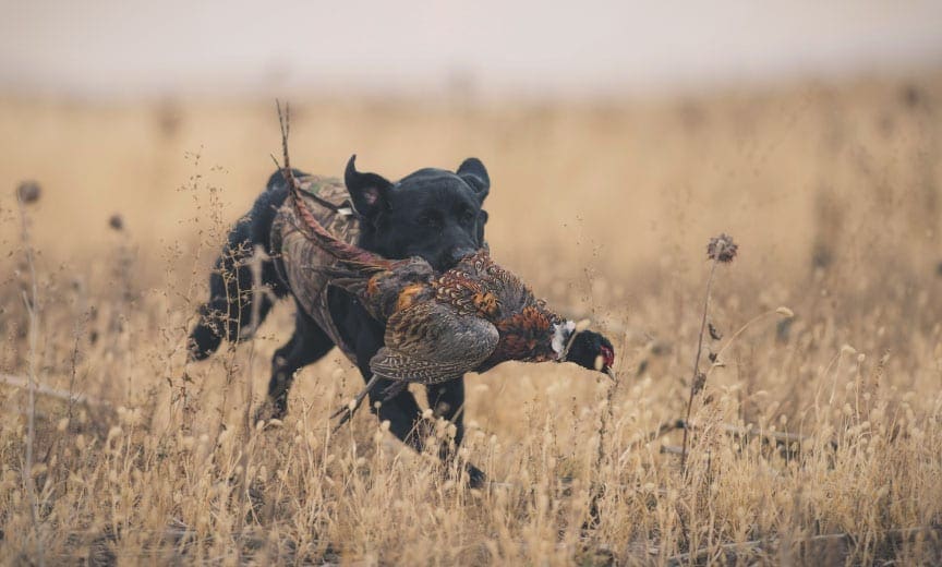 A hunting dog retrieves a pheasant. 
