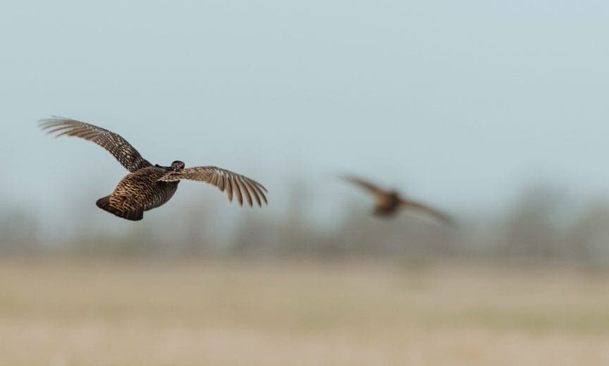 Prairie chicken in flight, their dark band tail color a distinguish factor between the sharp-tailed grouse.