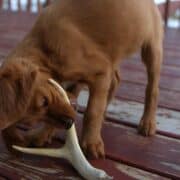 A Red Setter puppy chews on a whitetail deer antler toy.