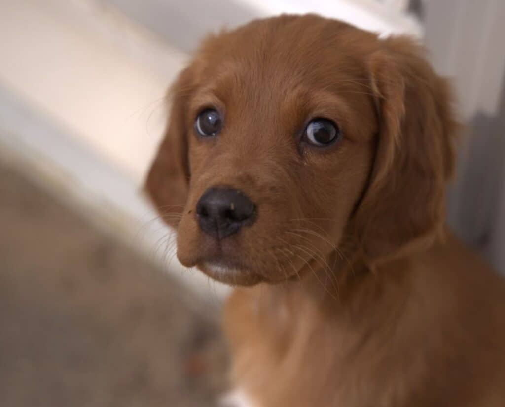 A Red Setter puppy makes puppy eyes at the camera.