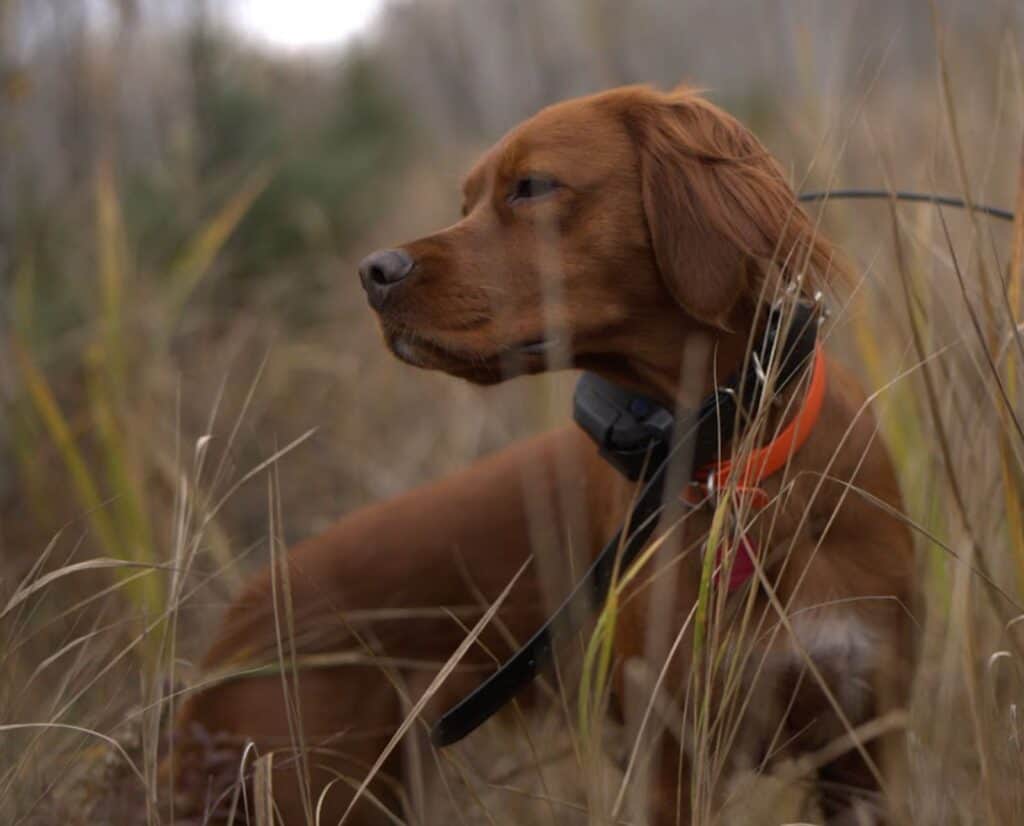 A Red Setter wearing an e-collar in a grassy field while hunting.