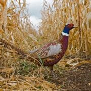 A rooster pheasant stands in a row of corn.