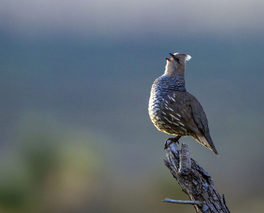 A scaled quail calls while balanced on a broken tree branch.