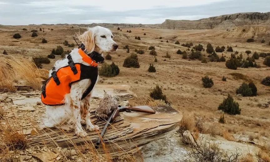 Sharp-tailed grouse hunting with a CZ Bobwhite shotgun. 