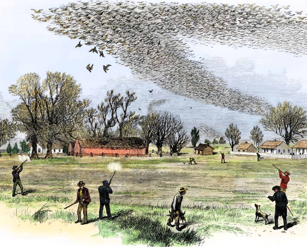Drawing of a passenger pigeon shoot in Northern Louisiana by Smith Bennett, c. 1875.