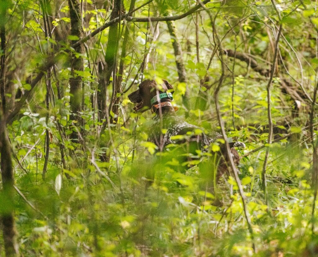 A Deutsch Kurzhaar being trained in the woods during the summer.