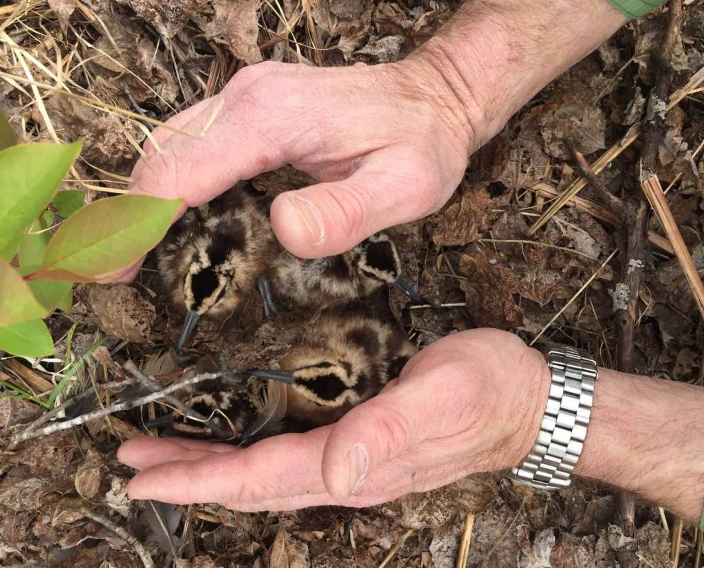 Two hands gently gather four American woodcock chicks.