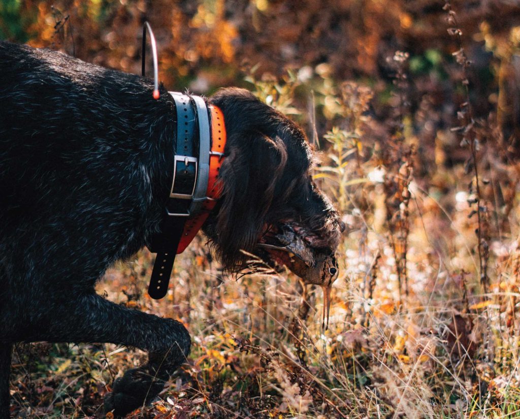 A dog retrieves a woodcock on a hunt in New Hampshire