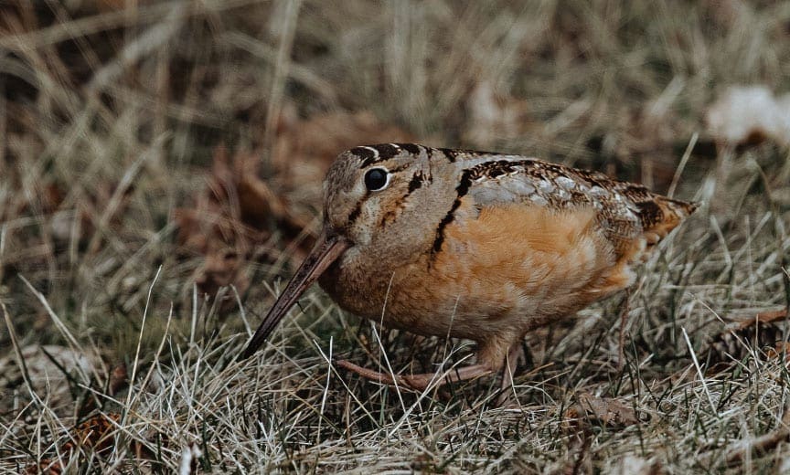 A woodcock walking