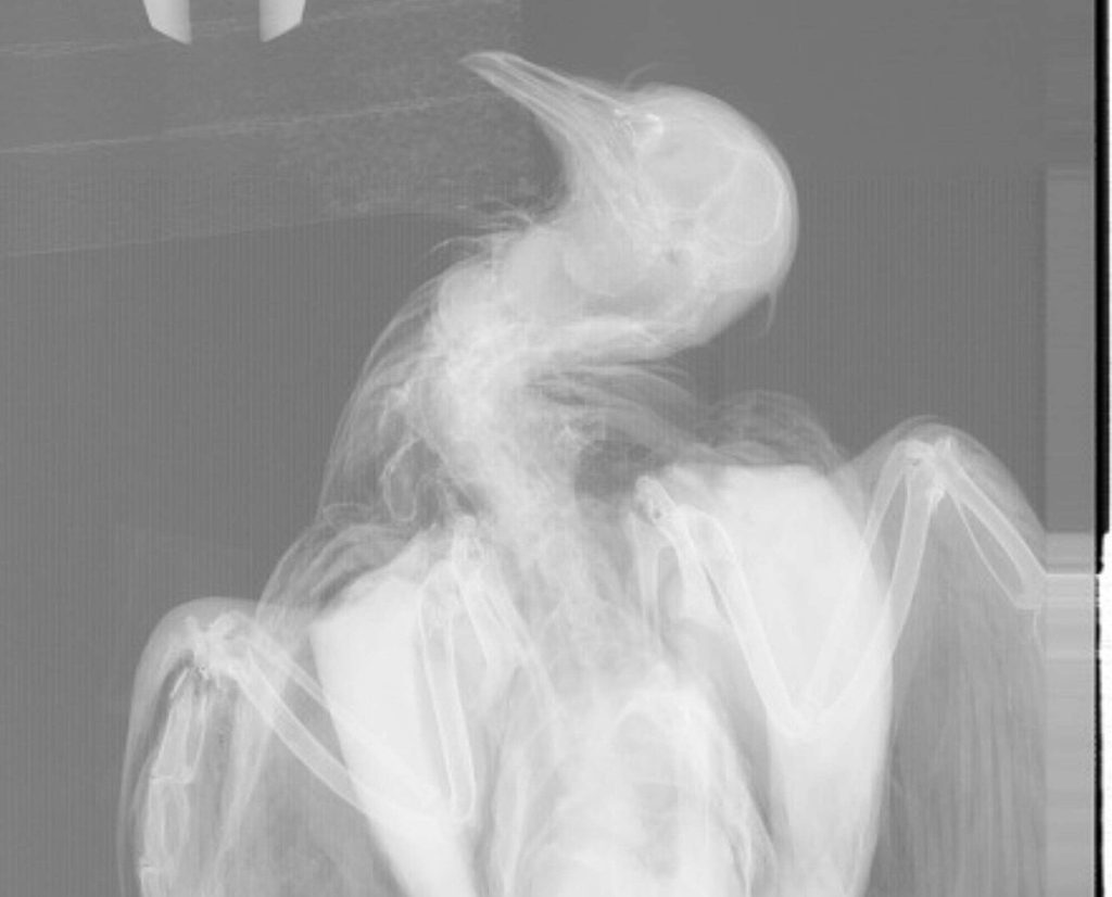 National Museum of Natural History, Smithsonian Institution Xrays of a passenger pigeon.