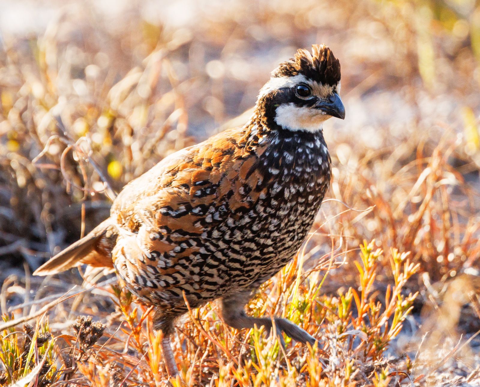 Upland Bird Hunting in Maryland: Regulations, Bag Limits, Fees, and More
