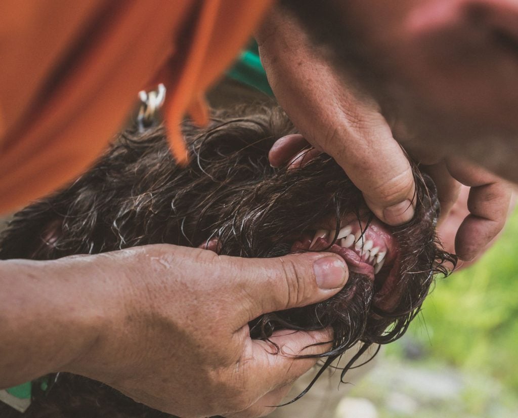 A NAVHDA judge examines a German Wirehaired Pointer's teeth during a natural ability test.