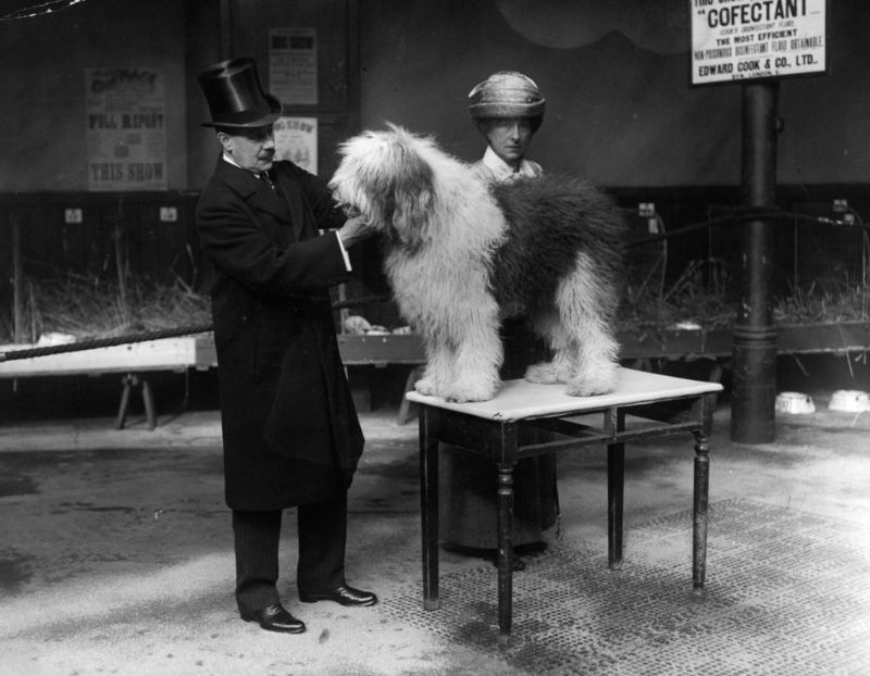 An old photograph of a dog show.