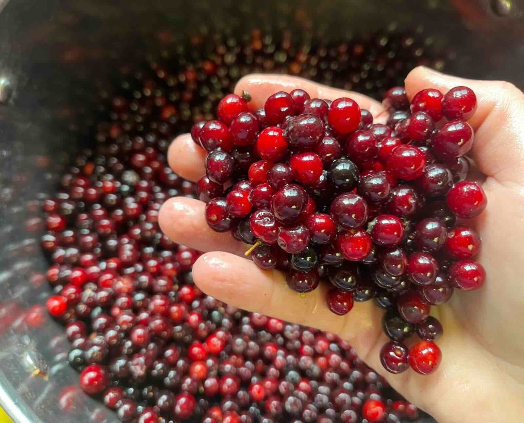 Ripe chokecherries in a variety of colors from red to black are held in a hand against a background of more chokecherries in a bowl