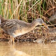 A clapper rail standing in water in a grassy marsh.