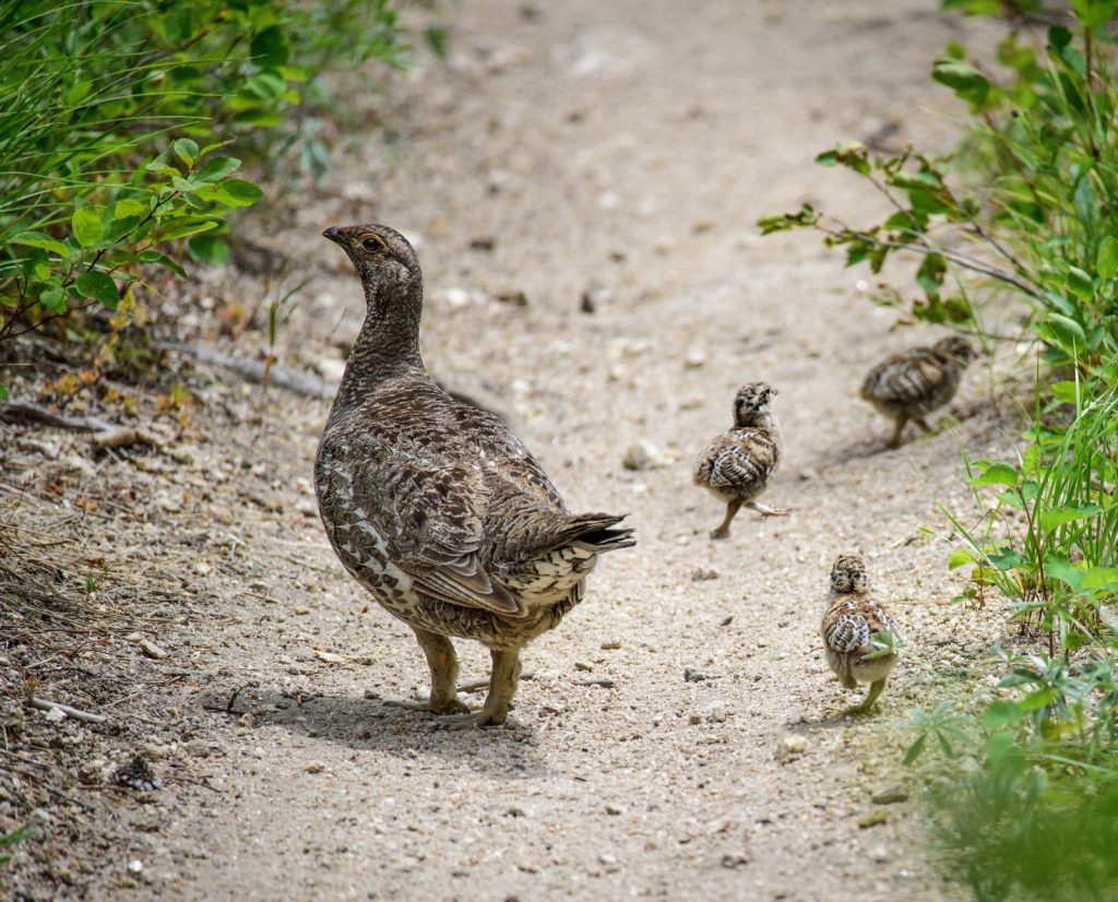 A female dusky grouse walks across bare ground with her chicks.
